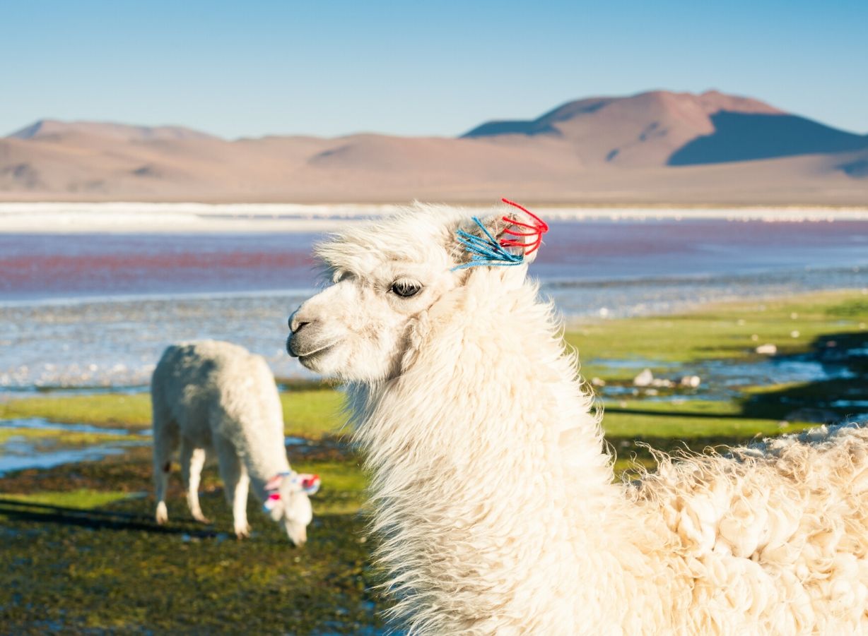 bolivia2