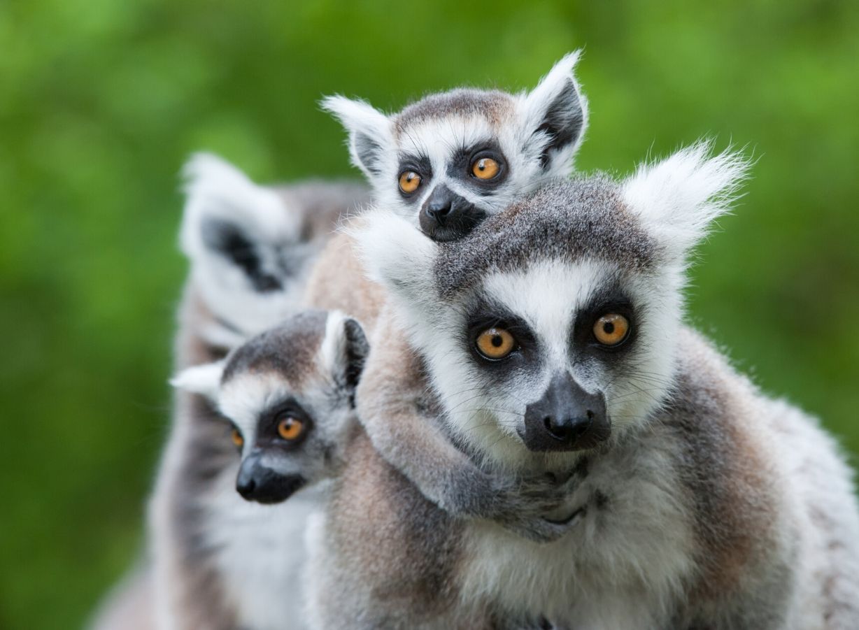 Madagascar