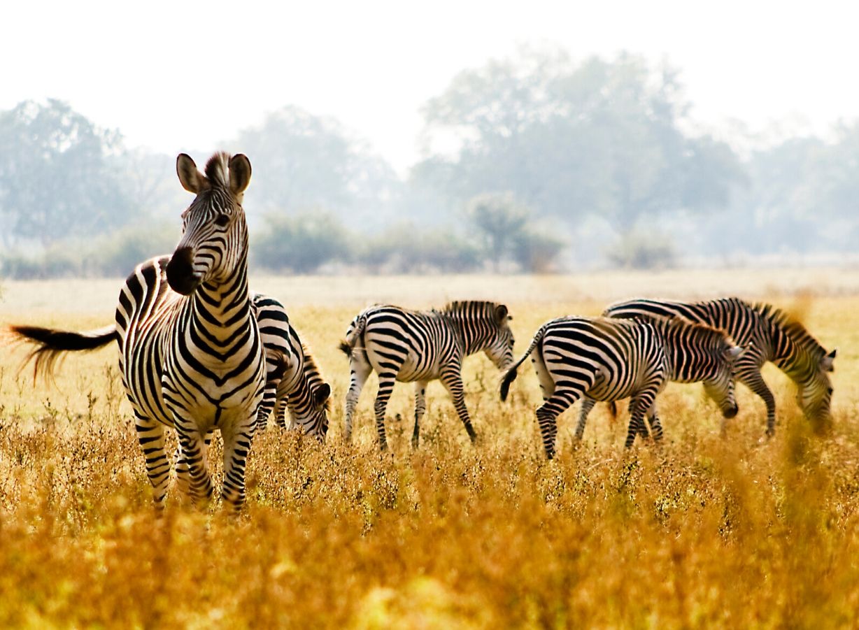 Zambia